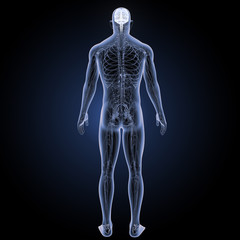 Brain with circulatory system posterior view