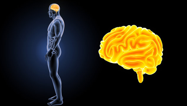Brain zoom with organs lateral view