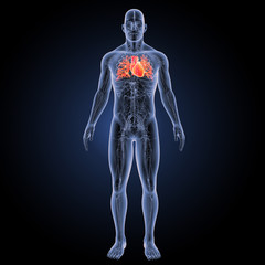 Heart with circulatory system anterior view