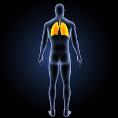 Lungs with body posterior view