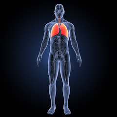 Lungs with circulatory system anterior view