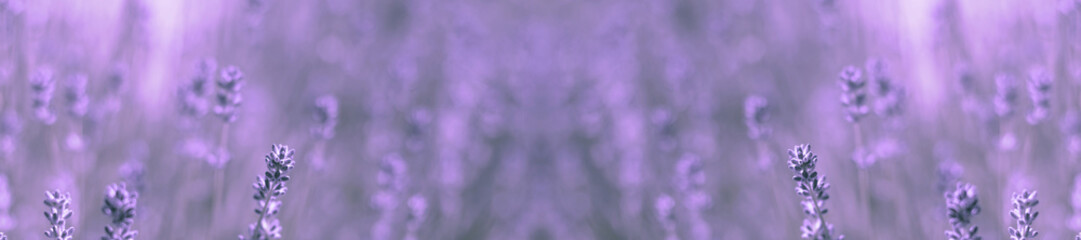 wild field lavender