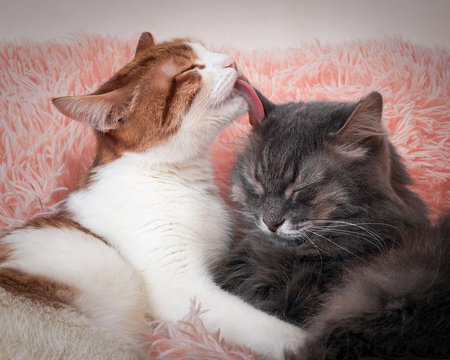 Cat licking cat. The friendship of the two cats, love and tenderness