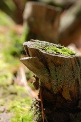 A Tree Stump Feeds New Life