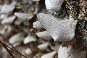 Shelf Fungi on a Log
