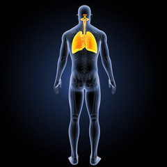 Respiratory system with heart posterior view