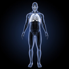 Respiratory system with heart anterior view