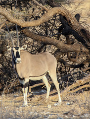Beisa oryx (southern oryx)