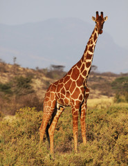 Reticulated giraffe
