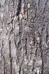 Fototapeta premium texture