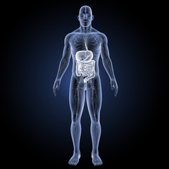 Digestive system with circulatory system anterior view