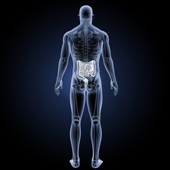 Intestine with skeleton posterior view