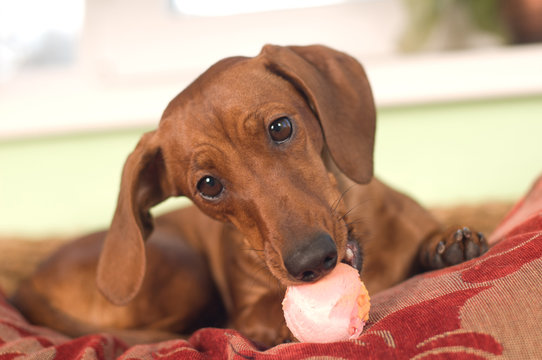 Dachshund Portrait With Toy Ball