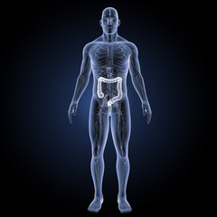 Large intestine with circulatory system anterior view