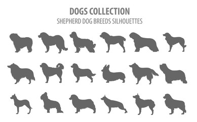 Shepherd dog breeds, sheepdogs collection isolated on white. Flat style