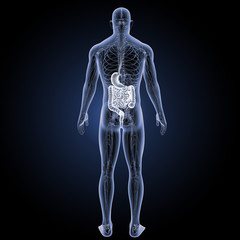 Stomach and intestine with circulatory system posterior view