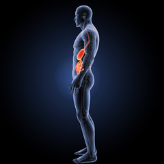 Stomach with small intestine lateral view