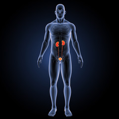 Urinary system with skeleton anterior view