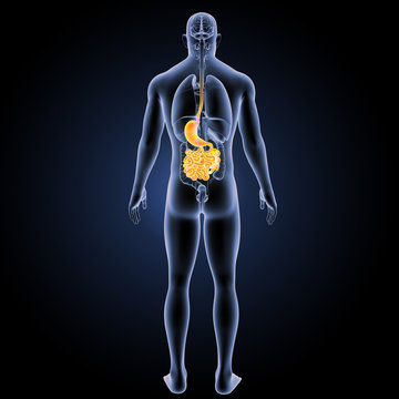 Stomach with small intestine with organs posterior view