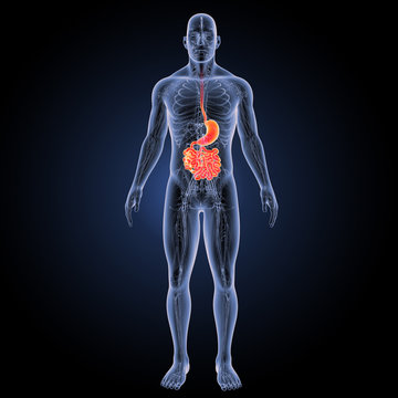 Stomach with small intestine with circulatory system anterior view