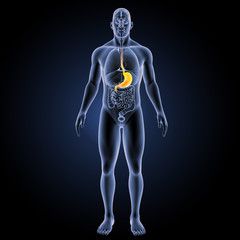 Naklejka premium Stomach with organs anterior view