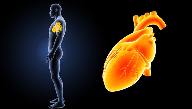 Heart zoom with body lateral view