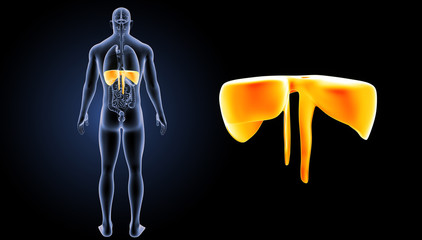 Diaphragm zoom with organs posterior view