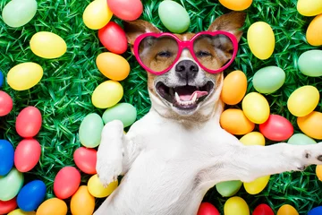 Abwaschbare Fototapete Lustiger Hund easter bunny dog with eggs selfie