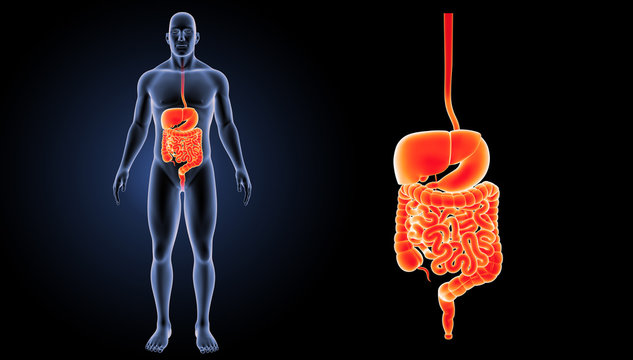 Digestive system zoom with body anterior view