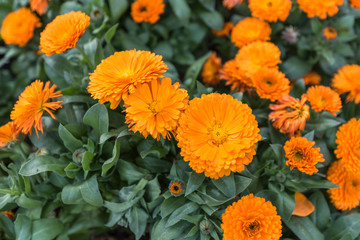 Close up of Calendula Flowers.