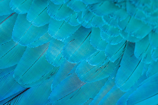 Colorful patterns and patterns of feathers.