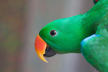Parrot eyes detail on the macro