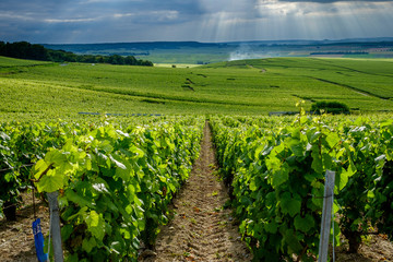 Fototapeta na wymiar Vineyard landscape with cloudy sky looking from Verzenay towards Rilly-La-Montagne Marne France