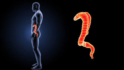 Large intestine zoom with body lateral view