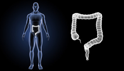 Large intestine zoom with body anterior view