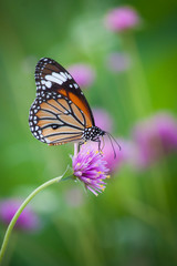 Butterfly flower and beautiful nature.