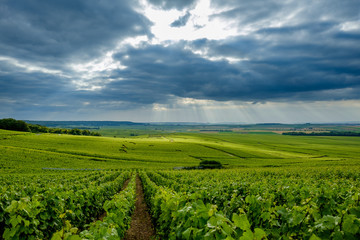 Fototapeta na wymiar Vineyard landspace with cloudy sky looking from Verzenay towards Rilly-La-Montagne Marne France