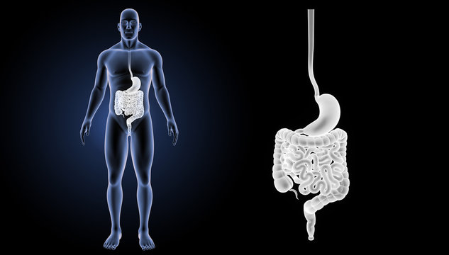 Stomach and intestine zoom with body anterior view