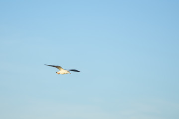 Seagull freedom fly under sunlight for hunting.