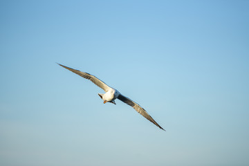 Seagull freedom fly under sunlight for hunting.