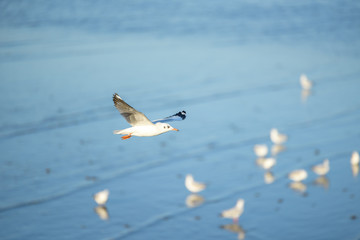 Seagull freedom fly under sunlight for hunting.