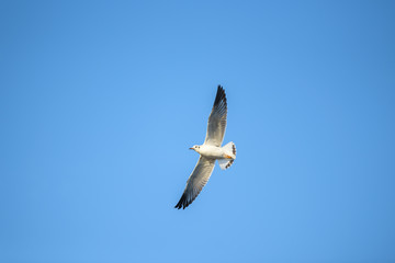 Obraz premium Wolność mewa leci w słońcu na polowanie.