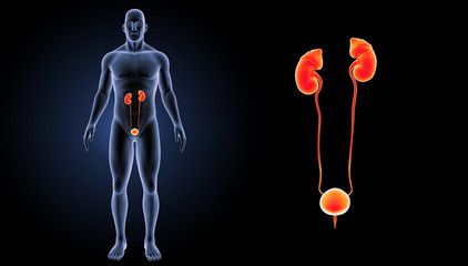 Urinary system zoom with body anterior view