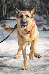 shepherd dog walking in the winter forest