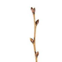 Spring tree branch with buds isolated on white background