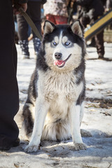 Siberian Husky sitting on a snow  during the dog training course
