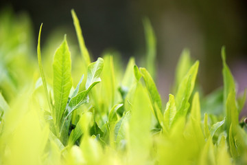 Young green leaves, springtime, growing grass.