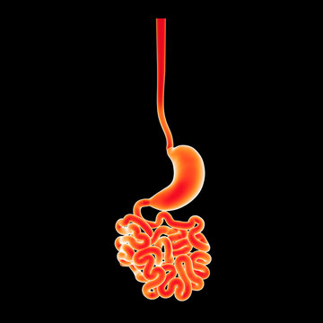 Stomach with small intestine anterior view
