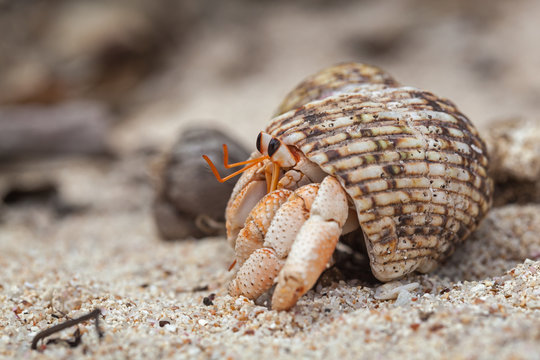 Close-up hermit crab on white sand at the island La Digue, Seychelles