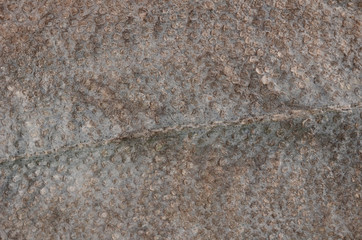 flatfish scales closeup